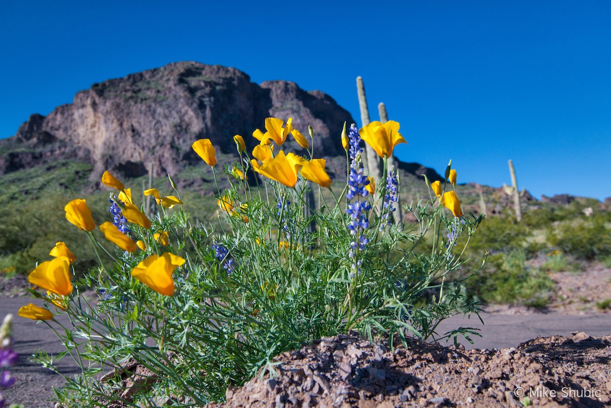 Arizona Wildflowers at Picacho Peak State Park by MikesRoadTrip.com