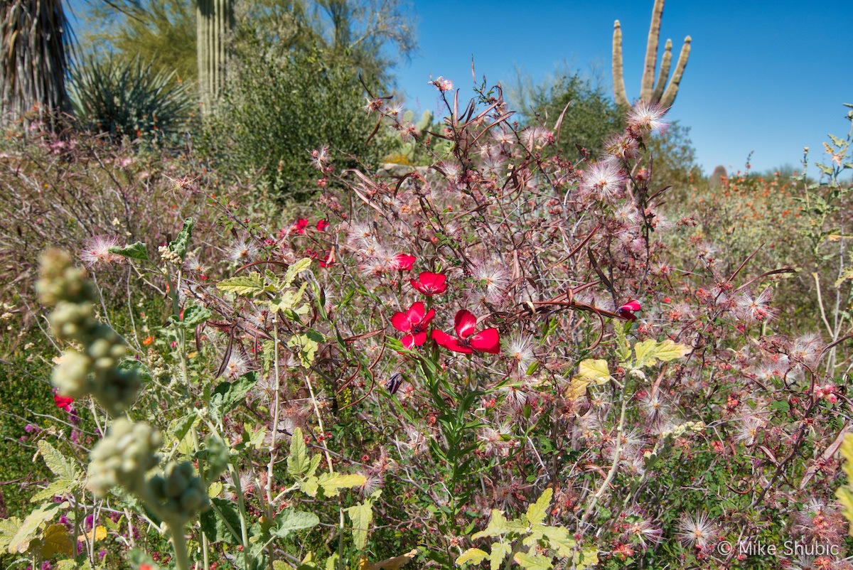 Red wildflower along Tompson Peak Parkway