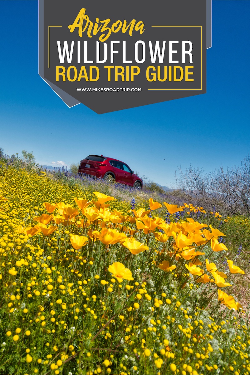 Road Trip Guide to Arizona Wildflowers 2