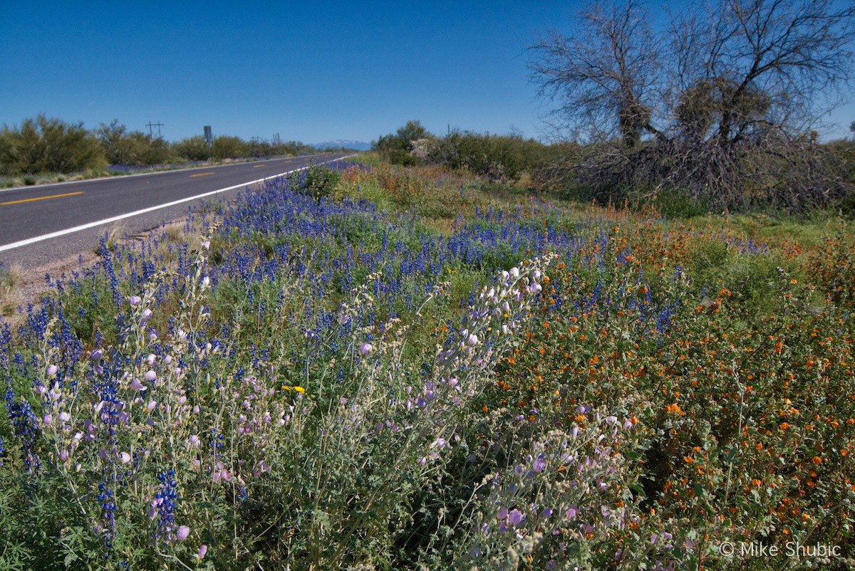 Arizona Wildflowers along Hwy 79