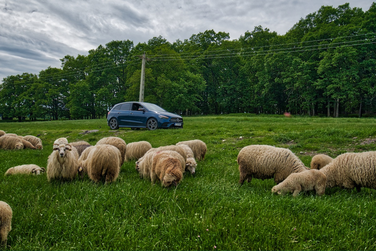 Romania Road Trip reveals lots of sheep along the roads. Photo by Mike Shubic of MikesRoadTrip.com