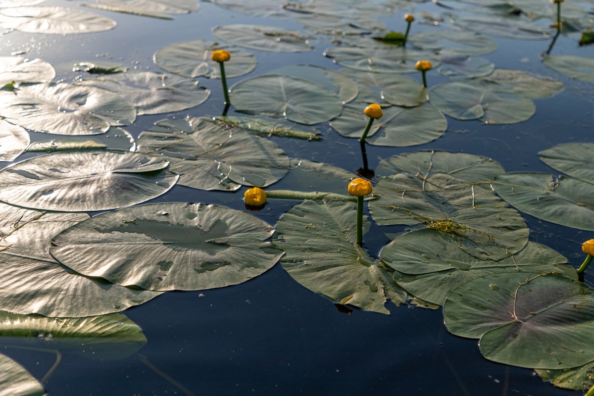 Lilly pads in the Delta