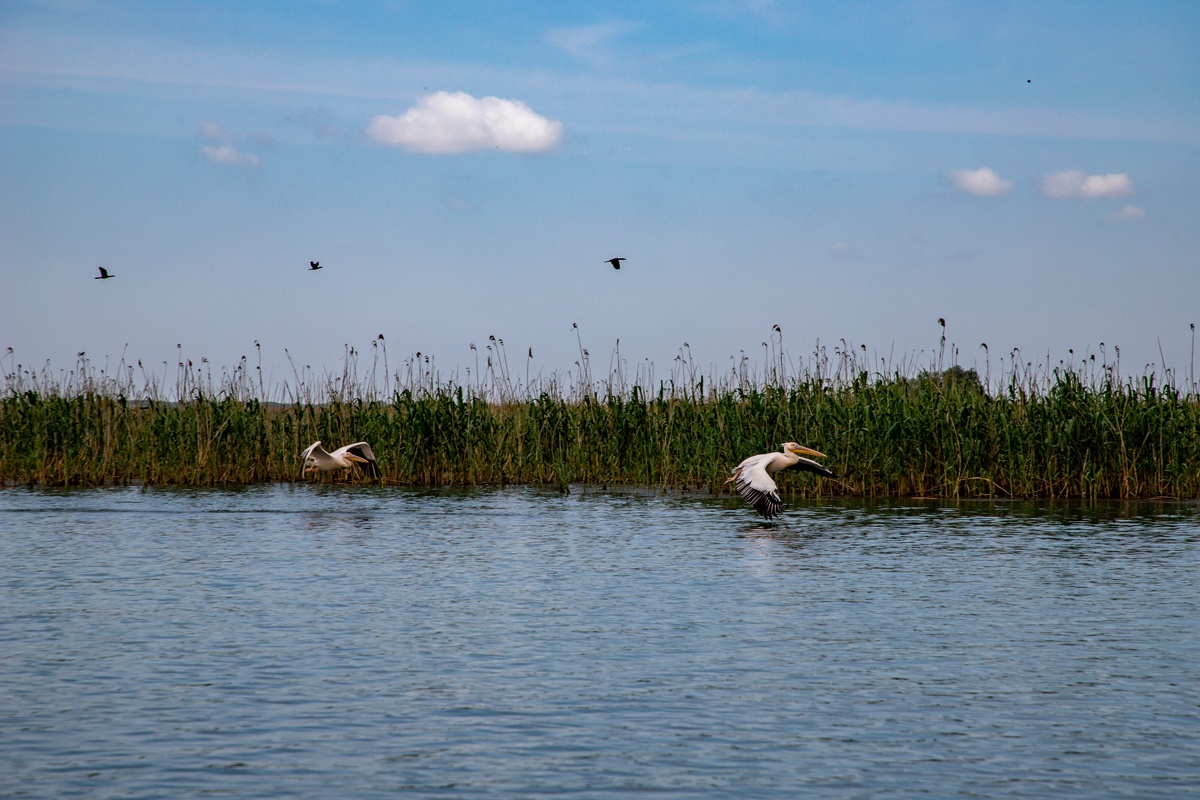 Birds in flight in Danube Delta 