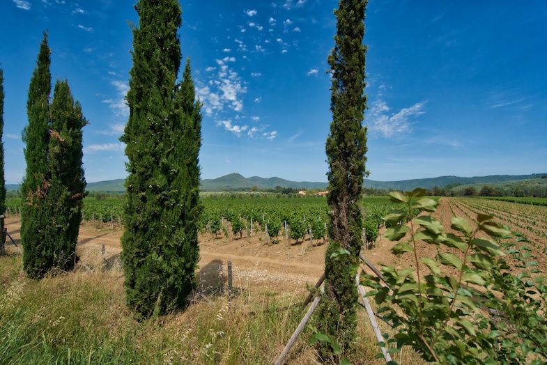 Le Macchiole winery vineyards by Mike Shubic of MikesRoadTrip