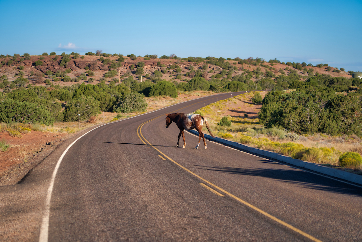 Horse with No Name by Mike Shubic of MikesRoadTrip.com