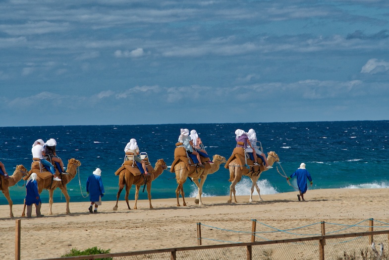 Camels on beach in Los Cabos - photo by Mike Shubic of MikesRoadTrip.com