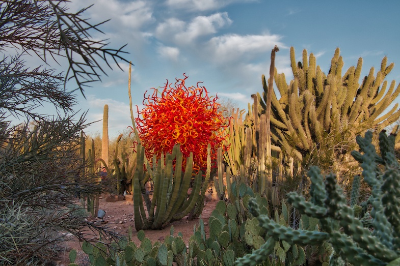 Desert Botanical Garden is one of the best places to visit in central Arizona - Photo by: Mike Shubic of MikesRoadTrip.com