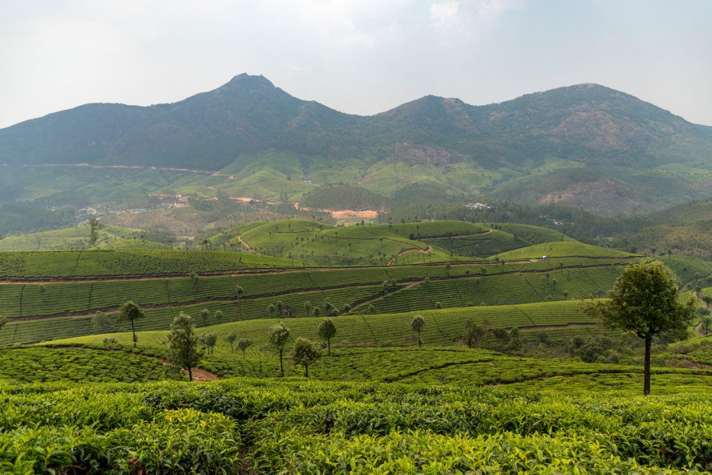 Munnar in Kerala India