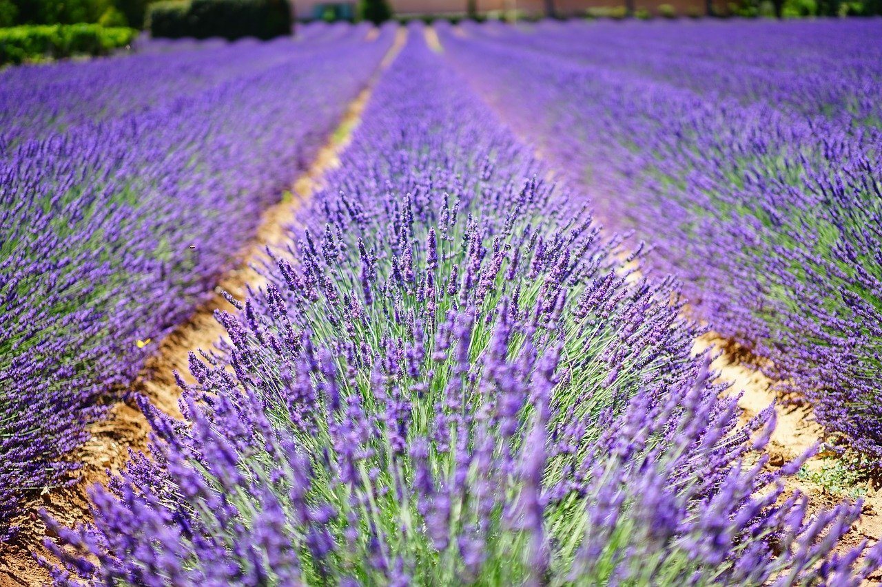 Provence lavender fields