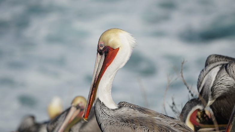 Pelican in La Jolla