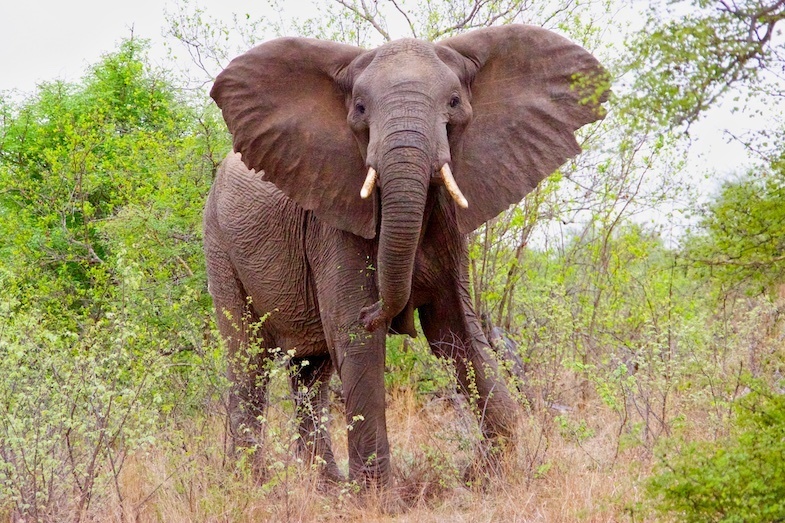 Elephant in Amakhala Game Reserve