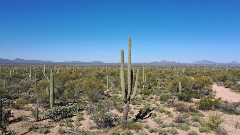 Saguaro National Park is one of the best Arizona National Parks - Photo by: Mike Shubic of MikesRoadTrip.com