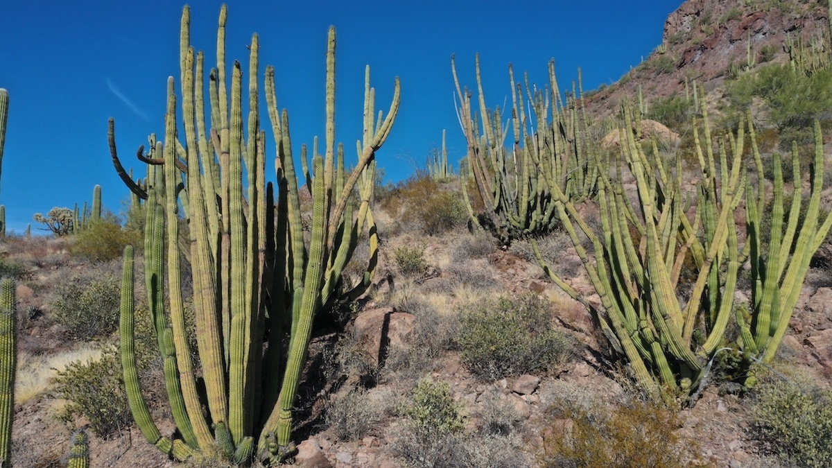 Organ Pipe National Monument - Photo by: MikesRoadTrip.com