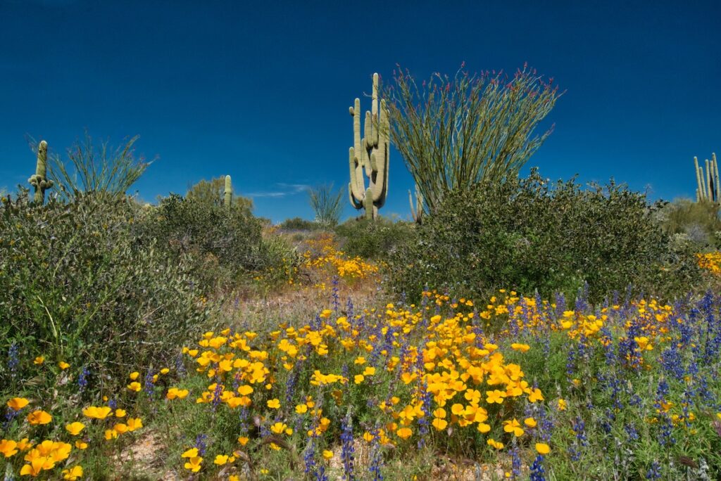 Arizona spring road trip is a perfect time to see the wildflowers