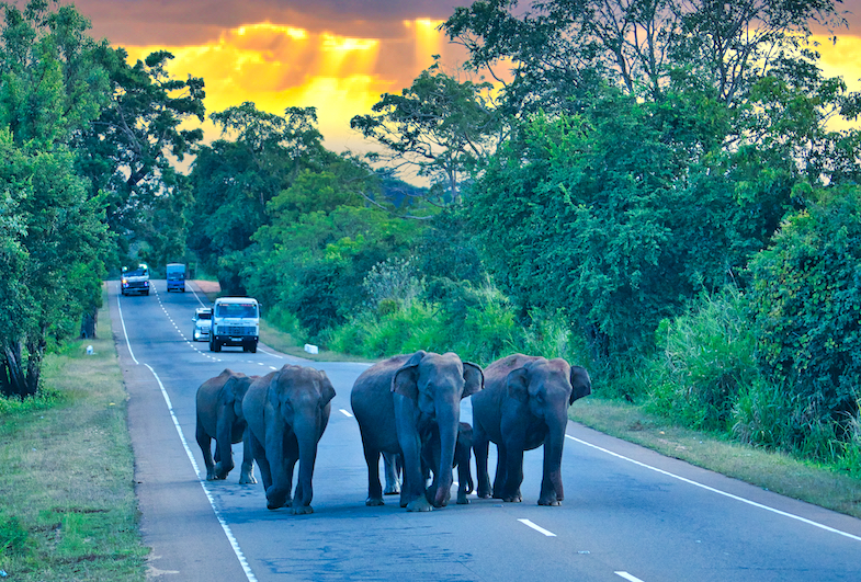 Elephants in the middle of the road during sri lanka road trip - photo by Mike Shubic