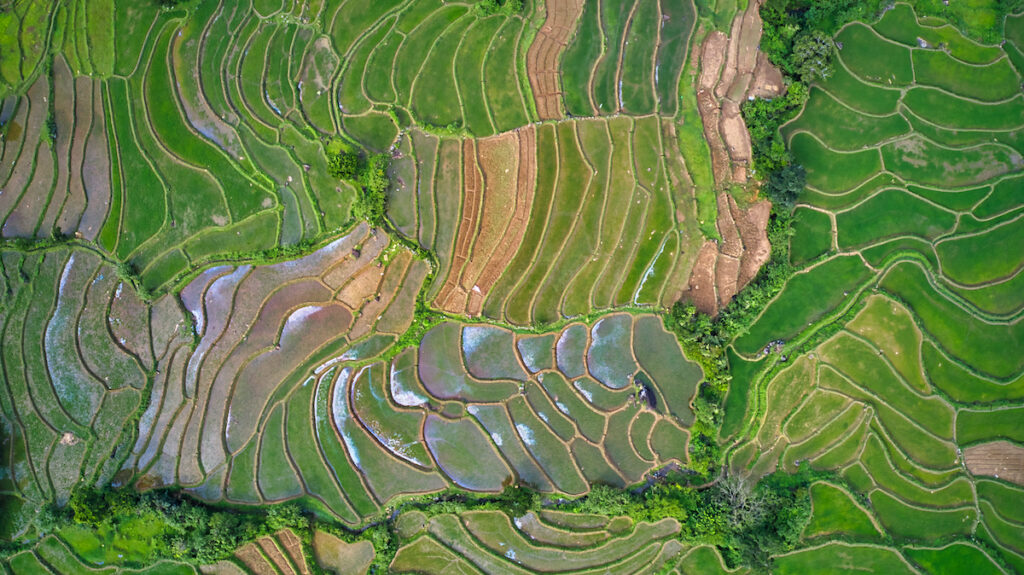 Rice terraces in Sri Lanka - Photo by Mike Shubic