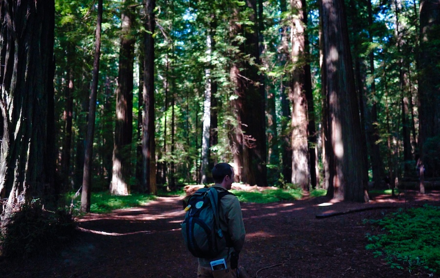 Forest Bathing in the Redwoods with Justin Legge