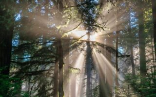 Forest Bathing in The Redwoods in Humboldt County