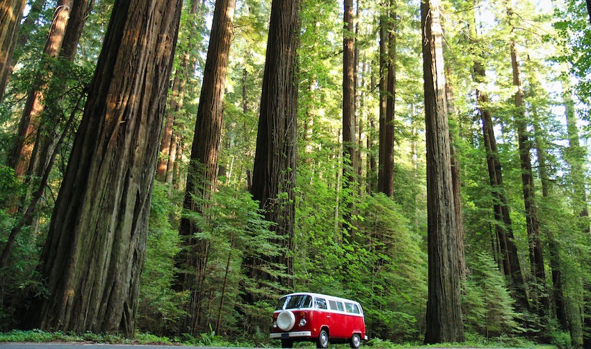 Redwoods of Humboldt County in Northern California