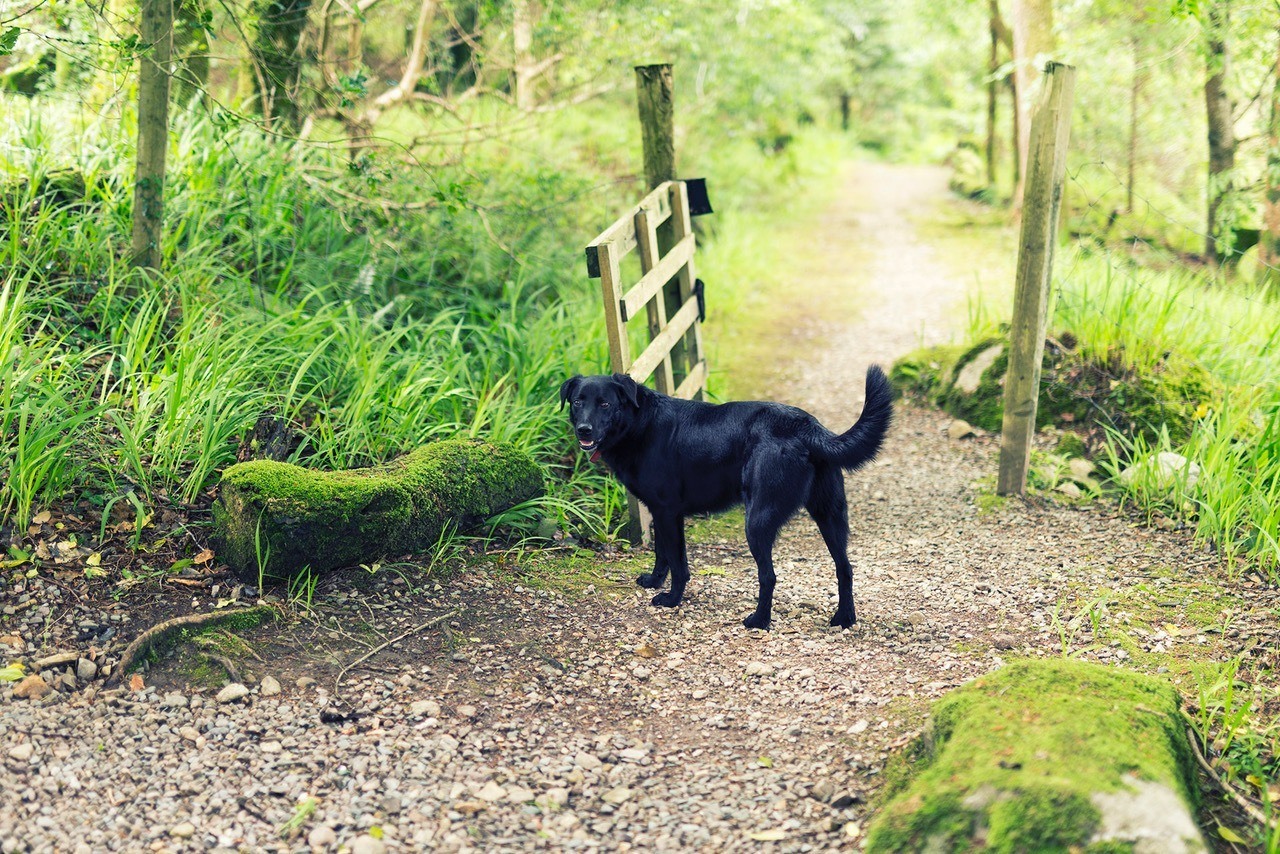 Tyson the K9 concierge on a path