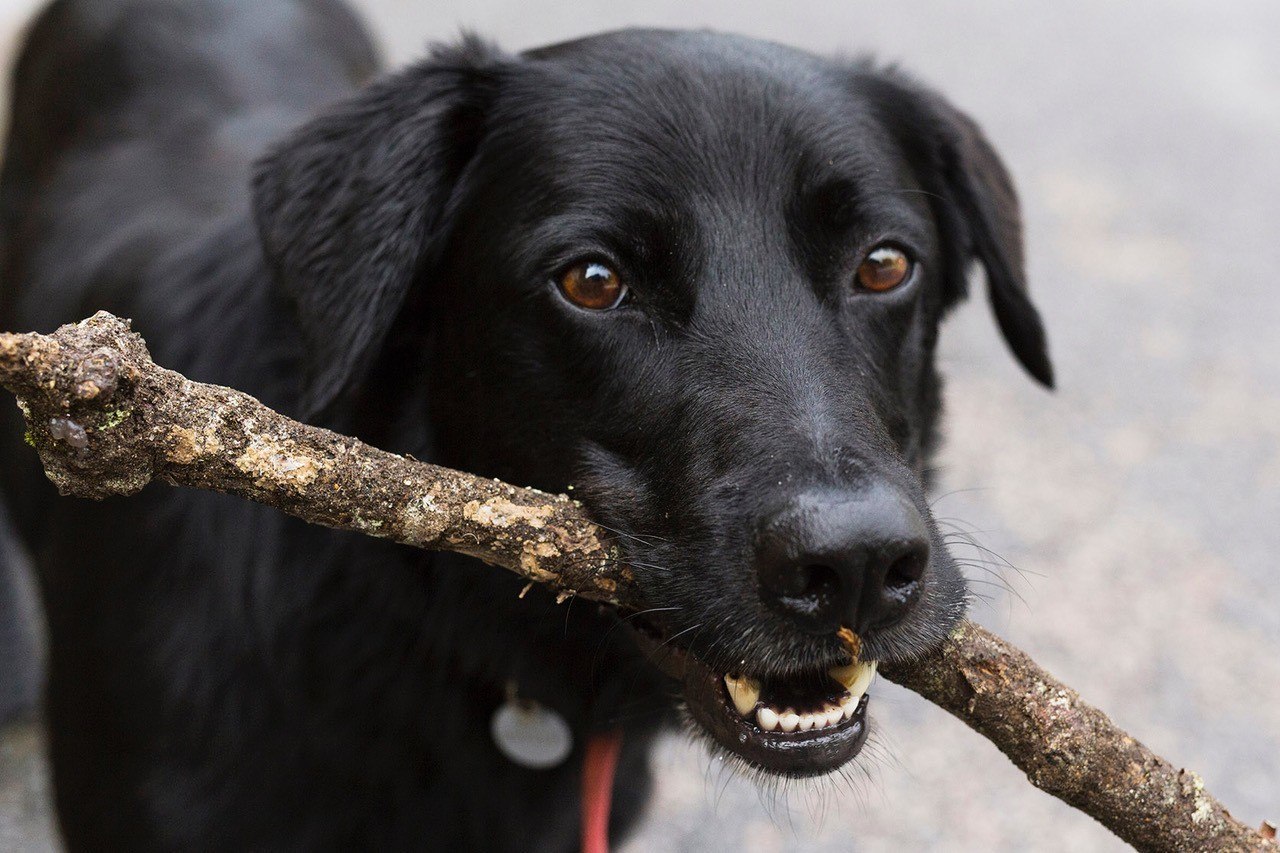 Tyson the K9 Tyson the K9 concierge with a stick