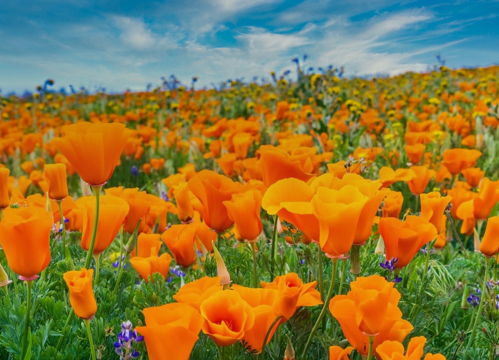 spring road trips to see California poppies 