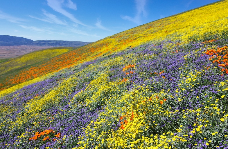 death valley national park is one of the best places to see the wildflowers on a spring road trip