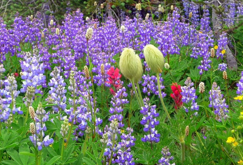 Mt. Rainier wildflowers