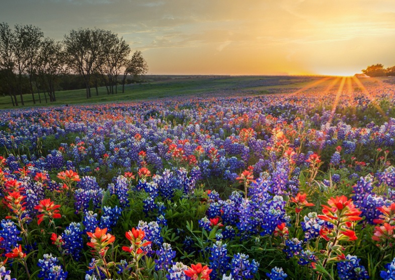 spring road trips to Texas to see the wildflowers