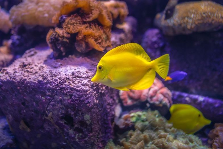 Aquarium At Atlantis The Palm