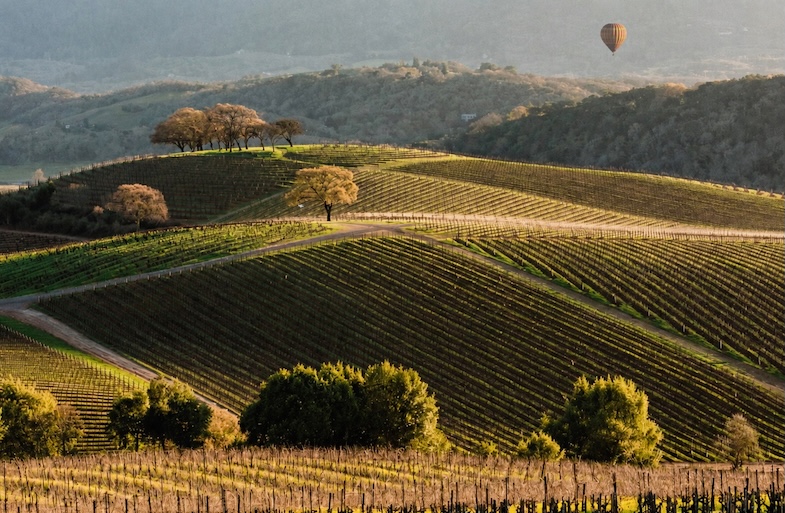Sonoma wine country